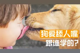 狗为什么喜欢舔主人的嘴？既是野狼留下的本能，也是人类的习惯视频封面