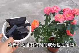 月季花身体虚弱的时候，给它浇点木炭粉吃！让它开出美丽的花朵！视频封面
