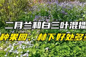 二月兰和白三叶混播种果园，好处多，观赏性高，还可以抑制杂草视频封面