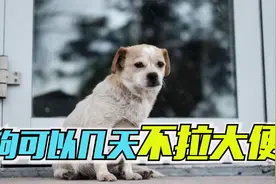狗可以几天不拉大便视频封面