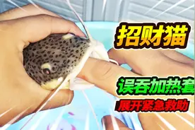合体巨兽招财猫发生意外，误吞加热护套求救，一番生猛操作终得救视频封面