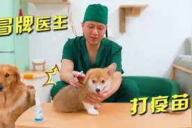 主人乔装成医生，亲自给小柯基打疫苗，能成功吗？