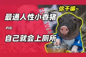 全网最通人性的小香猪？不仅会自己上厕所，还偷吃主人的麦片！