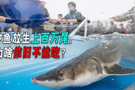 吃个鱼罚钱吃牢饭，中华鲟38年放生700万尾，为啥还是不能吃？视频封面