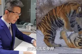 如果东北虎配上朱广权的声音视频封面