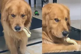 各怀800个心眼子！主人要狗子零食，狗子在理智和感情间疯狂游离视频封面