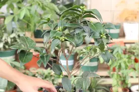 茶花是标准的喜酸植物，配置酸肥水浇灌，花苞更多视频封面