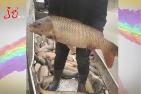 渔民捕获罕见大鲤鱼 长1.5米重40多斤 最后放归乌苏里江视频封面