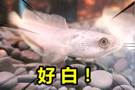 这辈子头一次见到这么白的原生鱼！真是太漂亮了！鱼见了都喜欢！视频封面