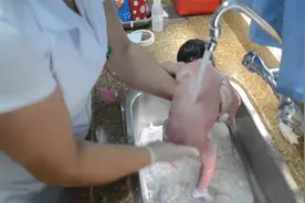 护士用水龙头直接冲洗新生儿，手法粗鲁堪比洗菜，爸爸怒了视频封面