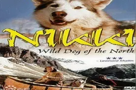 北地异犬历奇Nikki, Wild Dog of the North1961双字让·库都主演视频封面