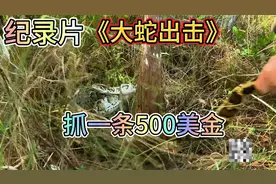 美国蟒蛇泛滥成灾，抓一条政府奖励500美金，没工作的赶紧报名视频封面