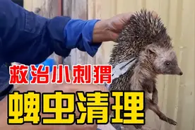 解压：刺猬身上的蜱虫很大，修理工阿伟帮它清理掉蜱虫！