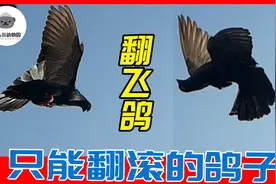 被人来选育出来的可怜生物，不会飞却只能翻跟头的鸽子视频封面
