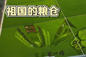 来北大荒850农场看看稻田画，不愧是祖国粮仓，感谢老一辈的付出视频封面