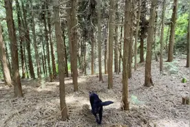 带猎犬进入森林游玩，狗激烈地狂叫后突然有奇怪的东西一闪而过视频封面