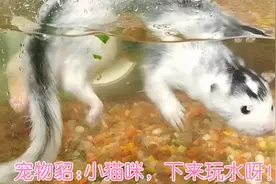 宠物貂欺负猫咪不会潜水？宠物貂怕猫偷鸡肉，竟然把肉藏水里视频封面