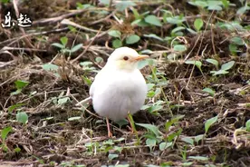 白色的“张飞鸟”，白鸟很难见到，有人说它是“神鸟”