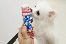 萌宠吃货，狗狗吃“冻痴冰淇淋”，大口吃得香不怕冰视频封面