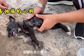 小狗食物中毒后，倒在路边不停抽搐，幸好有好心人紧急救助！视频封面