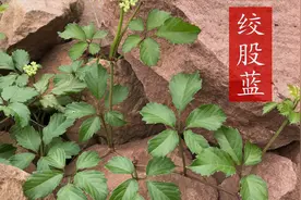 绞股蓝有哪些价值？喝绞股蓝茶对人有啥好？看视频了解下吧视频封面