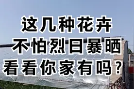 高温季节来临，下面这几种花卉不怕烈日暴晒，看看你家有吗？视频封面