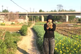 农村常见的野生枸杞，补血养肝浑身是宝，虽是美味这类人却吃不得视频封面