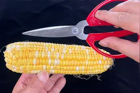 原来玉米上有个小开关，剪刀一转，玉米粒完整脱落，一分钟剥大盘