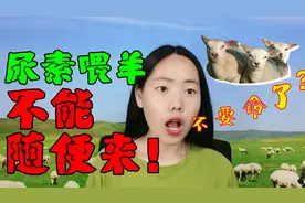 羊尿素中毒如何解毒？尿素喂羊营养高，违规操作危害大！