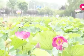 罕见！辰山植物园开出“并蒂莲”，出现概率仅为十万分之一