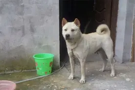 看脚弯就知道是好狗，是善于奔跑，还是能打斗的猛犬视频封面