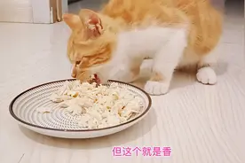 捡来的小橘猫第一次吃鸡肉，吃撑了不想走，主人看着既开心又心疼