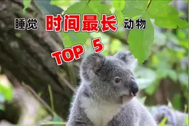 最能睡觉动物榜单，排名第一的竟然每天要睡22个小时，你知道吗?