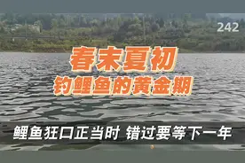 钓鲤鱼的黄金季节和时间！新手户外野钓鲤鱼休闲垂钓技巧知识教学视频封面