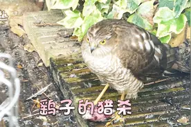 鹞子又叫“雀鹰”，不惧人，直接跑到农民家里抓小鸡吃！视频封面