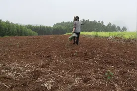 玉米幼苗频频被小动物啃食，农村大姐想出妙招，能否彻底解决问题视频封面