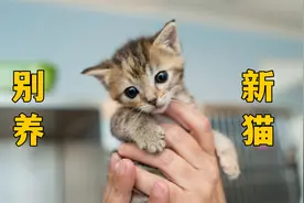 这些家庭，别养新猫视频封面