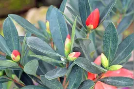 四季茶花和普通茶花一样吗？秋季怎么养护能让它们开花更多？视频封面