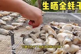 金蚝干原来这样晒的，用500斤生蚝晒出的金蚝王，能卖到几百一斤视频封面