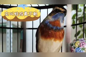 漂亮蓝靛颏儿稳当善鸣，蝉噪蛙鸣还会蛐蛐叫，花口连连叫不停视频封面