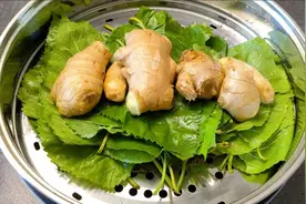 桑叶加生姜泡水喝，老一辈人留给我们的一个土方法，很多人不知道视频封面