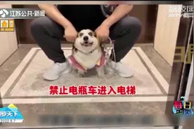 我不要面子的吗？柯基进入电梯被当成电动车，主人笑疯了……视频封面