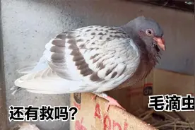 鸽子嘴里有很多黄色粘液，导致它呼吸不顺畅，不抓紧治疗会死的视频封面