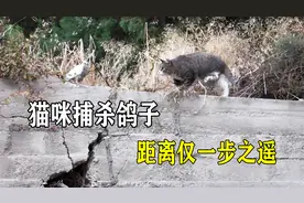 猫咪捕杀鸽子，每一步都小心翼翼，将猫科谨慎的性格发挥到了极致