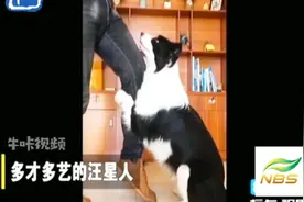 抱大腿，做体操！成精了的牧羊犬！萌翻你的眼！视频封面
