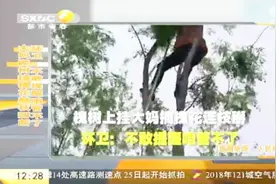 河南：大妈爬树撸槐花树枝整个掰断，环卫敢怒不敢言：一说就被怼视频封面