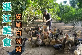 抓一只自家养的靓鸡，做湛江很出名的，安铺白切鸡，皮滑肉嫩，掂视频封面