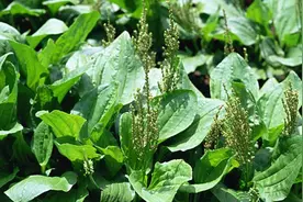 肝火旺、失眠多梦，用2物泡水喝，给你的肝脏“泄泄火”视频封面