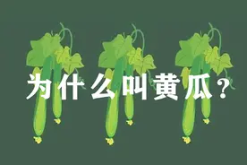 黄瓜表皮是绿色的，为什么不叫“绿瓜”，却要叫黄瓜？