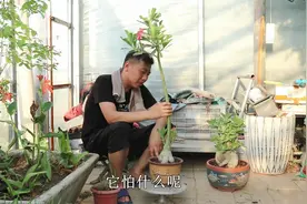 养沙漠玫瑰，记住它有“5怕”，只要避开做好，就能全年花开不停视频封面